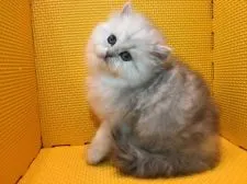 ペルシャ(チンチラ)【神奈川県・女の子・2016年12月31日・チンチラシルバー】の写真2