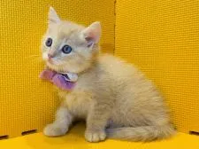 マンチカン(長足)【神奈川県・男の子・2022年2月3日・クリームタビー】の写真3