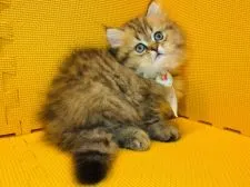 ペルシャ(チンチラ)【神奈川県・男の子・2021年5月8日・チンチラゴールデン】の写真3