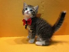 アメリカンカール【神奈川県・女の子・2018年10月8日・ブラウンタビー&ホワイト】の写真3