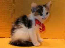 マンチカン(長足)【神奈川県・女の子・2018年12月18日・キャリコ】の写真4