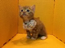 マンチカン【神奈川県・男の子・2017年5月22日・レッドタビー&ホワイト】の写真4