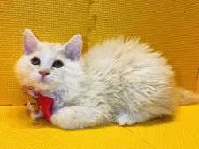 ラムキン【神奈川県・女の子・2021年9月6日・レッドタビー&ホワイト】の写真4