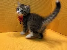 アメリカンカール【神奈川県・女の子・2018年10月8日・ブラウンタビー&ホワイト】の写真4