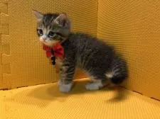 アメリカンカール【神奈川県・女の子・2018年10月8日・ブラウンタビー&ホワイト】の写真5