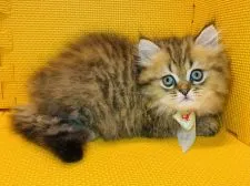 ペルシャ(チンチラ)【神奈川県・男の子・2021年5月8日・チンチラゴールデン】の写真5