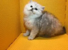 ペルシャ(チンチラ)【神奈川県・女の子・2016年12月31日・チンチラシルバー】の写真5
