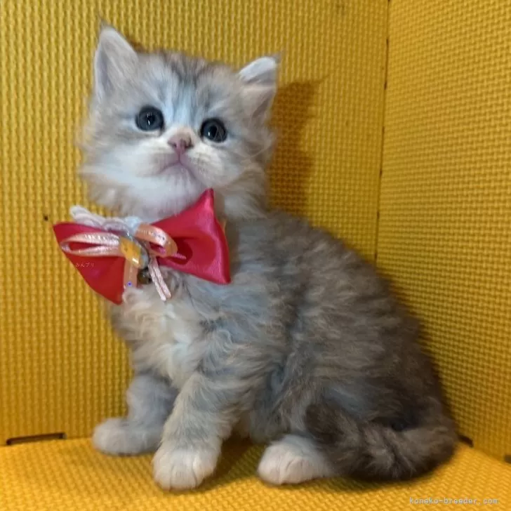 ID：2510-03068の子猫