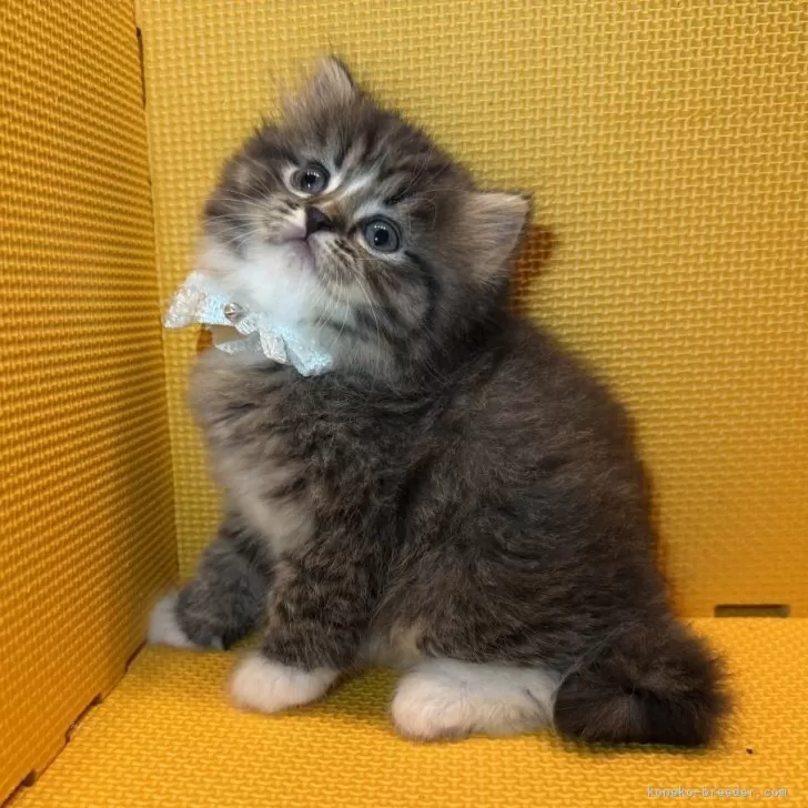 ID：2505-00805の子猫