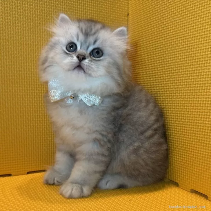 ID:2507-01620の子猫