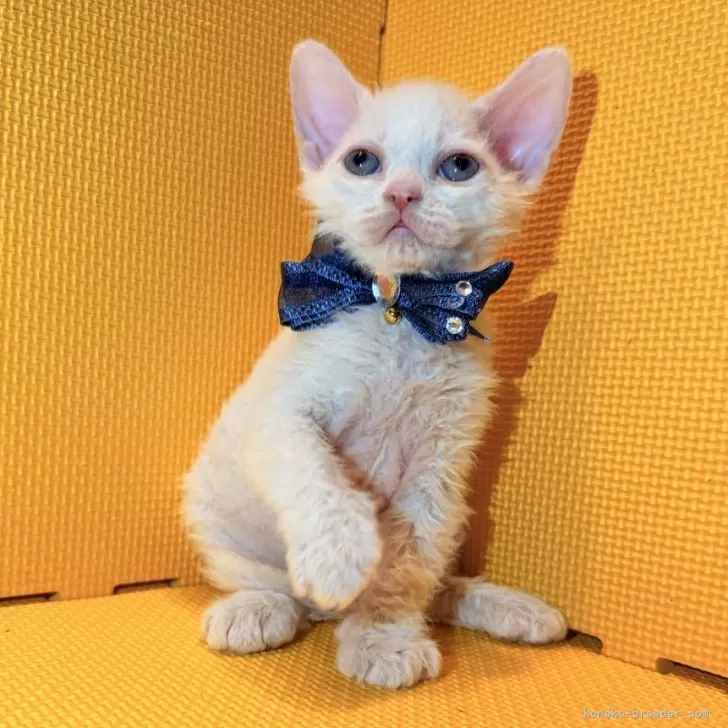 セルカークレックス【神奈川県・男の子・2025年7月11日・クリームタビー&amp;ホワイト】の写真1