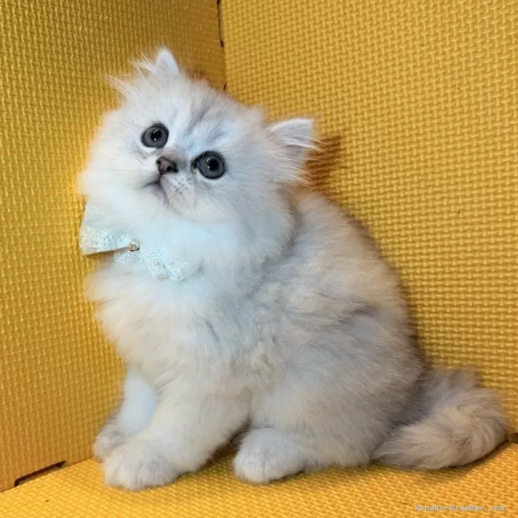 ID：2508-01299の子猫