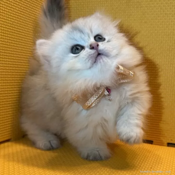 ID：2507-01619の子猫