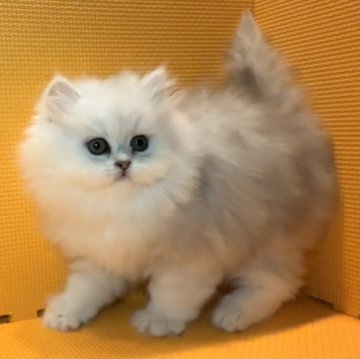 ペルシャ(チンチラ)【神奈川県・女の子・2025年1月1日・チンチラシルバー】の写真「おててにぎにぎが喉ゴロゴロが止まりません♡」