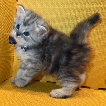 ミヌエット(長足)【神奈川県・男の子・2025年9月22日・シルバータビー(ロング)】の写真「ゆるふわ男子♡」