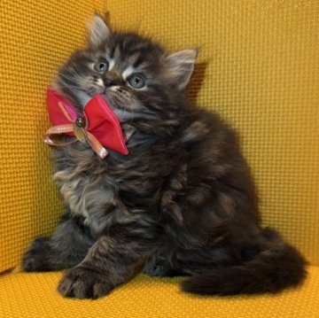 ミヌエット(長足)【神奈川県・女の子・2025年9月24日・ブラウンタビー（長毛）】の写真「チシャ猫の様なキュートな口元♡」