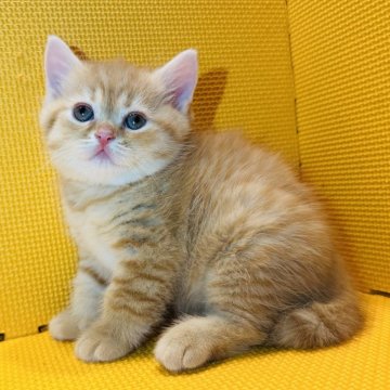 セルカークレックス【神奈川県・男の子・2024年11月21日・レッドタビー（短毛）】の写真「ワクチン代サービス期間中」