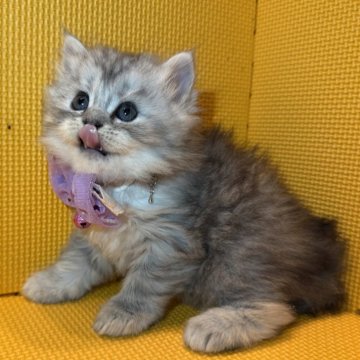 ミヌエット(長足)【神奈川県・女の子・2025年9月22日・シルバータビー(ロング)】の写真「陽気なおっとりさん♡」