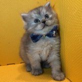 ミヌエット(長足)