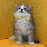 ミヌエット(長足)