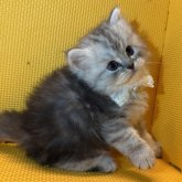 ミヌエット(長足)