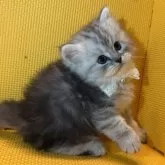 ミヌエット(長足)