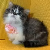 ミヌエット(短足)