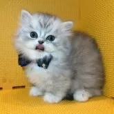 ミヌエット(短足)