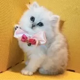 ペルシャ(チンチラ)