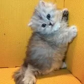 ミヌエット(長足)