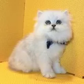 ペルシャ(チンチラ)