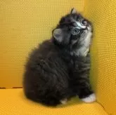 ミヌエット(長足)【神奈川県・男の子・2025年3月24日・ブラウンタビー&ホワイト】の写真2