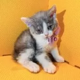 セルカークレックス【神奈川県・男の子・2025年7月11日・シルバータビー&ホワイト】の写真2