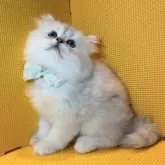 アメリカンカール【神奈川県・女の子・2025年6月21日・シルバータビー】の写真2