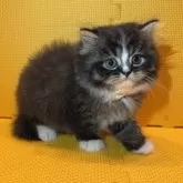 ミヌエット(長足)【神奈川県・男の子・2025年3月24日・ブラウンタビー&ホワイト】の写真3