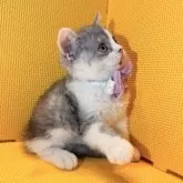 セルカークレックス【神奈川県・男の子・2025年7月11日・シルバータビー&ホワイト】の写真3