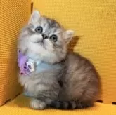 ミヌエット(短足)【神奈川県・女の子・2025年12月9日・シルバータビー】の写真5