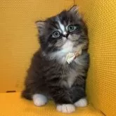 ミヌエット(長足)【神奈川県・男の子・2025年3月24日・ブラウンタビー&ホワイト】の写真5