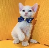 セルカークレックス【神奈川県・男の子・2025年7月11日・クリームタビー&ホワイト】の写真8