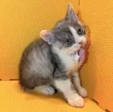 セルカークレックス【神奈川県・男の子・2025年7月11日・シルバータビー&ホワイト】の写真8