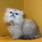 ミヌエット(短足)【神奈川県・女の子・2025年6月1日・シルバーパッチドタビー&ホワイト】の写真8