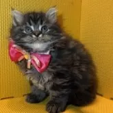 ミヌエット(長足)【神奈川県・女の子・2025年9月24日・ブラウンタビー】の写真9