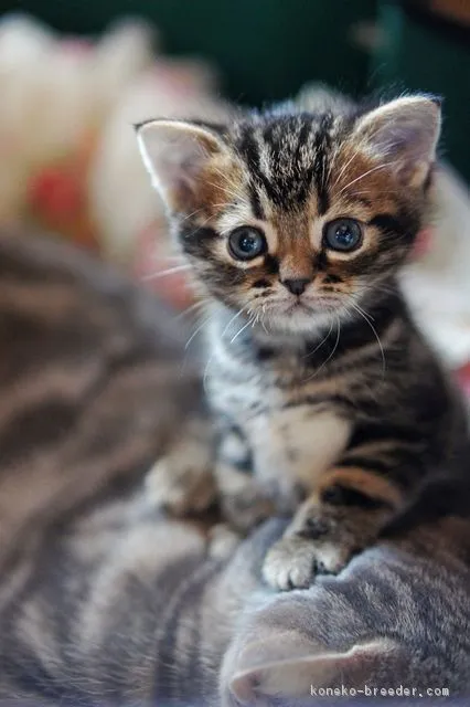 ID:1903-00593の子猫