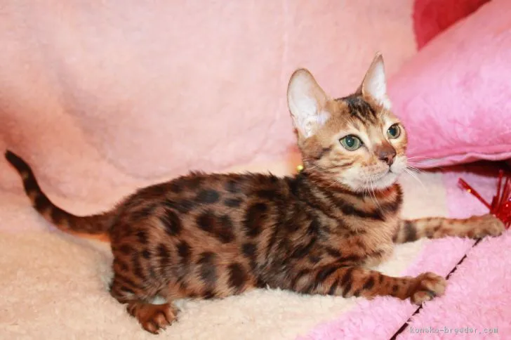 ID:1806-00795の子猫