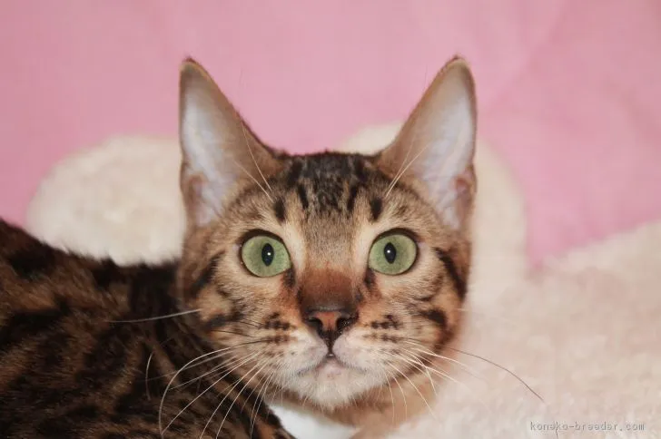 ID:1808-01254の子猫