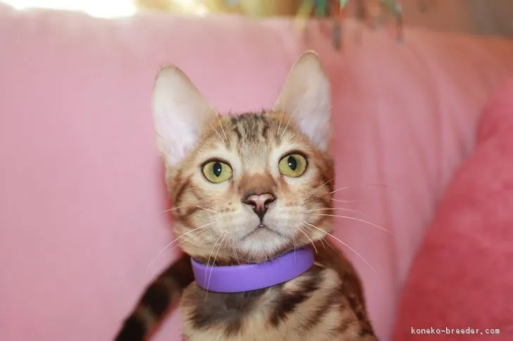 ID：1806-01687の子猫