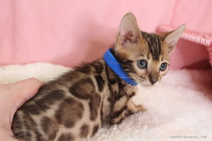 ID：2110-01371の子猫