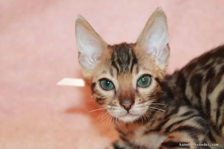 ID:1807-01425の子猫