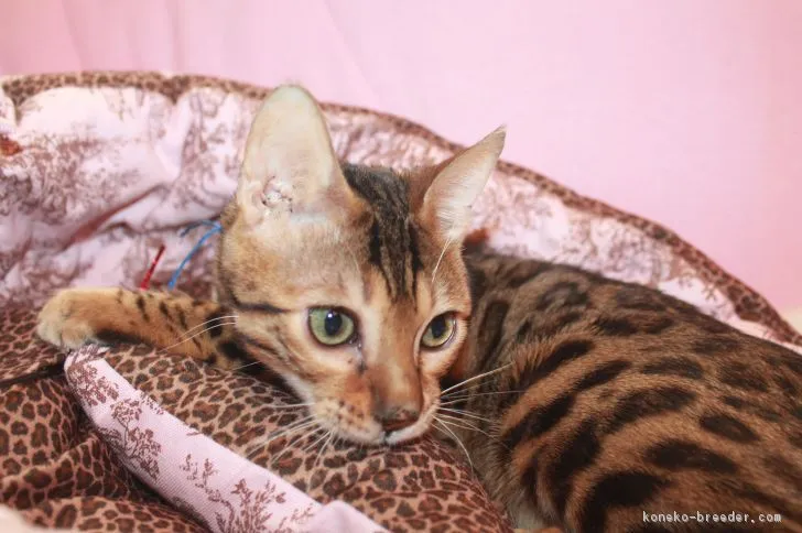愛猫家 様のお迎えした子猫