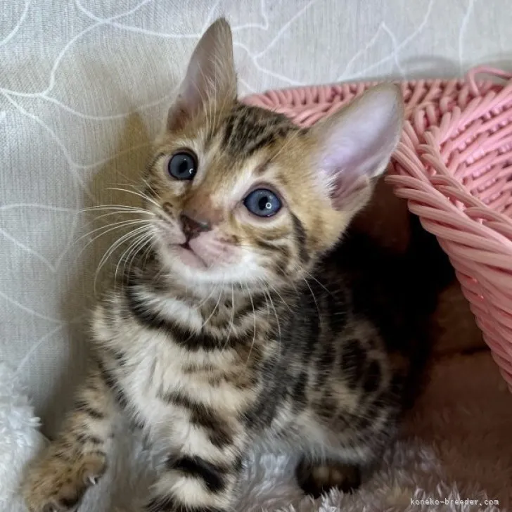 ID:2310-01378の子猫